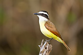 BRD 13 DA0088 01
Great Kiskadee Hunting From Perch, Texas