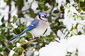 BRD 13 DA0089 01
Blue Jay Perched In American Holly Tree In Winter