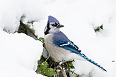 BRD 13 DA0090 01
Blue Jay Perched In American Holly Tree In Winter