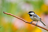 BRD 13 DA0091 01
Carolina Chickadee Perched On Twig In Garden, Illinois
