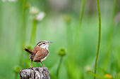 BRD 13 DA0092 01
Carolina Wren Standing On Fence Post In Garden, Illinois