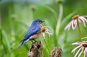 BRD 13 DA0093 01
Eastern Bluebird Male Perched On Fence Post In Garden, Illinois