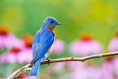 BRD 13 DA0094 01
Eastern Bluebird Male Perched On Twig In Garden, Illinois