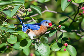 BRD 13 DA0095 01
Eastern Bluebird Male Eating Berry In Serviceberry Bush, Illinois