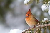 BRD 13 DA0096 01
Northern Cardinal Female Perched In Spruce Tree In Winter, Illinois