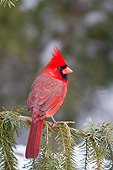 BRD 13 DA0097 01
Northern Cardinal Male Perched In Spruce Tree In Winter, Illinois