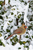 BRD 13 DA0098 01
Northern Cardinal Female Perched In American Holly In Winter, Illinois
