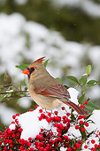 BRD 13 DA0099 01
Northern Cardinal Female Perched In Nandina Bush In Winter, Illinois
