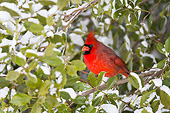 BRD 13 DA0100 01
Northern Cardinal Male Perched In American Holly In Winter, Illinois