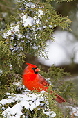 BRD 13 DA0101 01
Northern Cardinal Male Perched In Juniper Tree In Winter, Illinois