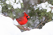 BRD 13 DA0102 01
Northern Cardinal Male Perched In Juniper Tree In Winter, Illinois