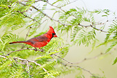 BRD 13 DA0103 01
Northern Cardinal Male Perched In Tree, Texas