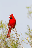 BRD 13 DA0104 01
Northern Cardinal Male Perched In Tree, Texas