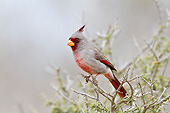BRD 13 DA0105 01
Pyrrhuloxia Male Perched In Tree, Texas