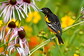 BRD 13 DA0106 01
Baltimore Oriole Male Perched On Pale Purple Coneflower, Illinois