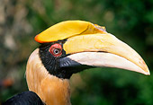 BRD 13 GL0001 01
Head Shot Of Great Indian Hornbill In Jungle