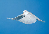 BRD 13 GL0002 01
White Dove Flying Against Blue Sky