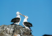 BRD 13 GL0003 01
Two Black-Browed Albatross Sitting On Rock Face To Face
