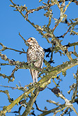BRD 13 GL0004 01
Mistle Thrush Singing On Tree Branch Against Blue Sky
