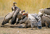 BRD 13 GL0005 01
Ruppell's Griffons Feasting On Dead Animal