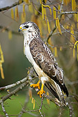 BRD 13 GL0006 01
Common Buzzard Perched On Tree Branch