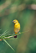 BRD 13 GL0007 01
Holub's Golden-Weaver Perched On Plant