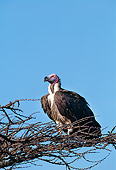BRD 13 GL0008 01
Lappet-Faced Vulture Perched On Branch Against Blue Sky