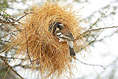 BRD 13 GL0010 01
White-Browed Sparrow Weaver Standing At Nest Entrance Kenya