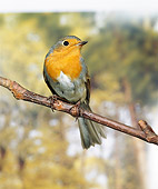 BRD 13 GL0011 01
Portrait Of European Robin Perched On Branch