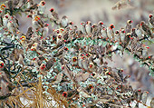 BRD 13 GL0012 01
Flock Of Red-Billed Quelea Perched In Tree
