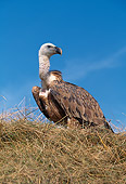 BRD 13 GL0013 01
Griffon Vulture Standing On Nest