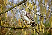 BRD 13 GL0014 01
Common Buzzard Perched On Tree Branch Normandy