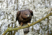 BRD 13 GL0015 01
Common Buzzard Perched On Tree Branch Normandy