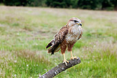 BRD 13 GL0016 01
Long-Legged Buzzard Perched On Post Spain