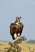BRD 13 GL0017 01
Lappet-Faced Vulture Standing On Branch At Masai Mara Park, Kenya