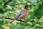 BRD 13 GR0004 01
American Robin Perching In Tree Singing