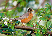 BRD 13 GR0005 01
American Robin Perched In Pear Tree
