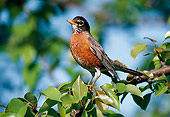BRD 13 GR0006 01
American Robin Perched In Pear Tree