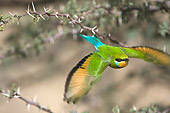 BRD 13 HP0001 01
Swallow-Tailed Bee-Eater Flying Through Thorny Branches Kgalagadi Transfrontier Park, South Africa
