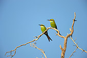 BRD 13 HP0002 01
Two Swallow-Tailed Bee-Eaters Perched On Branch Kgalagadi Transfrontier Park, South Africa