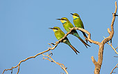 BRD 13 HP0003 01
Three Swallow-Tailed Bee-Eaters Perched On Branch Kgalagadi Transfrontier Park, South Africa