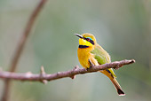 BRD 13 HP0004 01
Little Bee-Eater Perched On Twig Zululand, South Africa