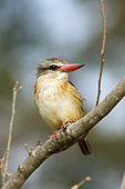 BRD 13 HP0005 01
Brown-Hooded Kingfisher Perched On Branch Kruger National Park, South Africa