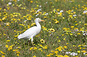 BRD 13 HP0006 01
Cattle Egret Standing In Grass And Wildflowers