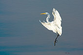 BRD 13 HP0007 01
Great White Egret Fishing In Lake