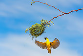 BRD 13 JE0001 01
Male Village Weaver Building Nest Of Grass Africa