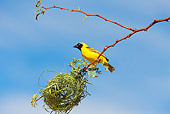 BRD 13 JE0002 01
Male Village Weaver Perching By Nest Of Grass Africa