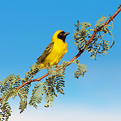BRD 13 JE0003 01
Male Village Weaver Perching On Branch Africa