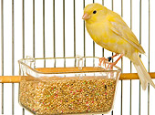 BRD 13 JE0004 01
Canary Perched On Food Dish In Cage On White Seamless