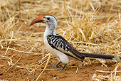 BRD 13 JM0001 01
Red-Billed Hornbill Standing On Dirt And Dry Grass Tanzania